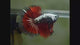 Red Copper Over Halfmoon Star Tail Dark Tone Male Betta Fish (CBM-1025) Our Choice