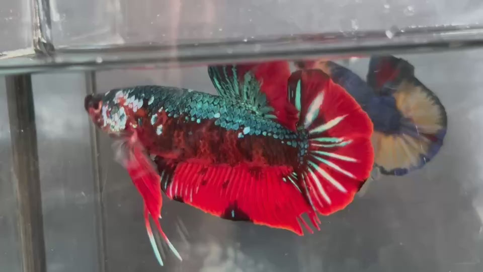Live Male Betta Red Green Morakot Galaxy Giants Plakat (TNK-A836) High quality what you see what you get!!