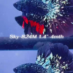 Live Male Betta Blackstar Avatar Halfmoon (Sky-824) High quality what you see what you get!!