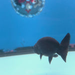 Thai Ranchu Super Black 2.5” Female(FEB-684)R3B01