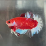 Live Male Betta Red Hellboy Startail Plakat (TNK-A276) High quality what you see what you get!!