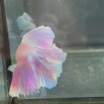Live Male Betta Purple Pink Pastel colors Sweet tone Dumbo big ear Doubletail Halfmoon (TNK-502) High quality what you see what you get!!