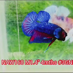 Live Male Betta Blue Avatar Plakat (NAW-168) what you see what you get!