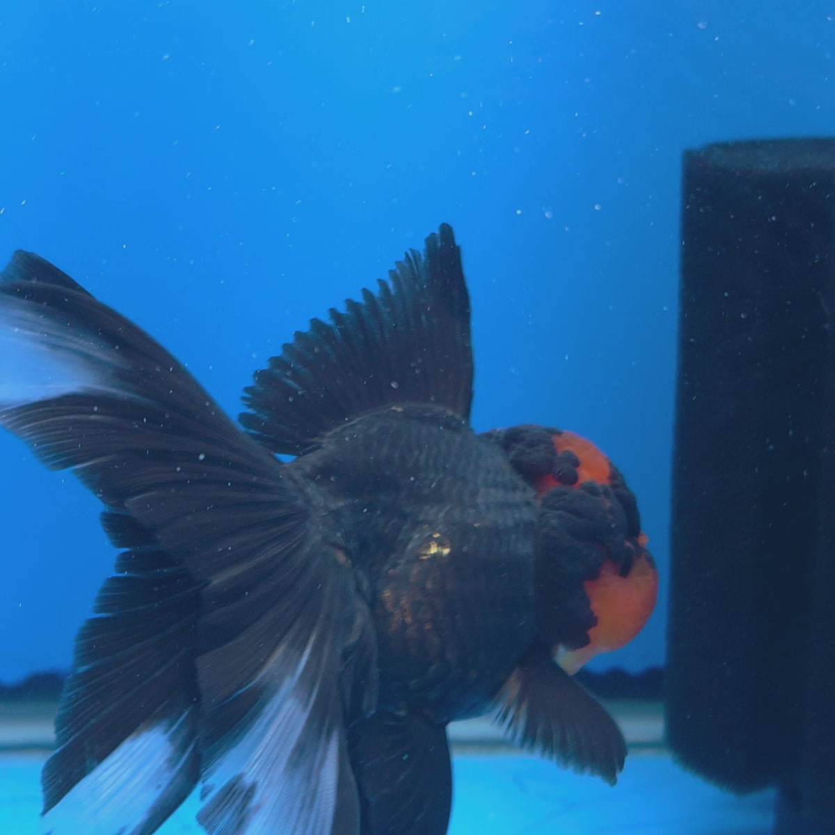Thai Oranda Apache 3.5" Body Female (FEB-771)R2B07