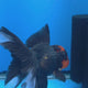 Thai Oranda Apache 3.5" Body Female (FEB-771)R2B07
