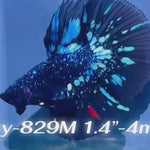 Live Male Betta Blackstar Avatar Halfmoon (Sky-829) High quality what you see what you get!!