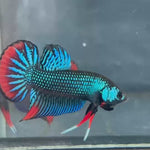 Live Male Betta Green Red Imbellis Wild Plakat (KSA-A493) High quality what you see what you get!!