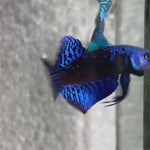 Live Male Betta Royal Blue Samurai Alien Hybrid Wild Plakat (BID-133)S203 High quality what you see what you get!!
