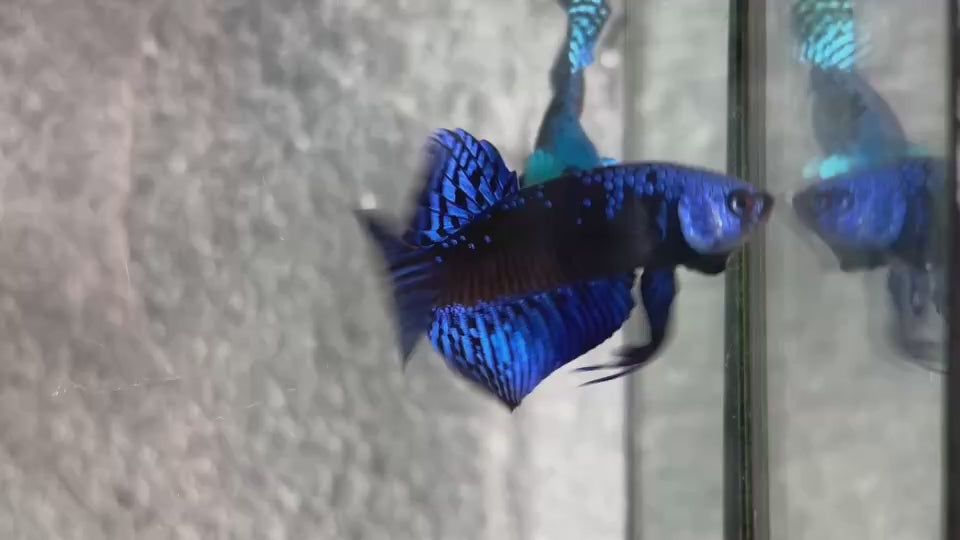 Live Male Betta Royal Blue Samurai Alien Hybrid Wild Plakat (BID-133)S203 High quality what you see what you get!!