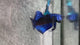 Live Male Betta Royal Blue Samurai Alien Hybrid Wild Plakat (BID-133)S203 High quality what you see what you get!!
