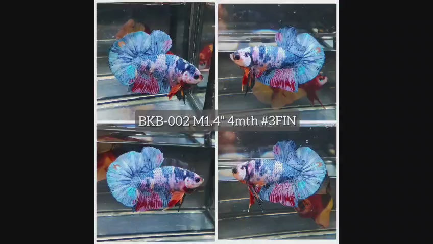 Live Male Betta Fancy Marble Plakat (BKB-002) High quality what you see what you get!!