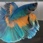 Live Male Betta Yellow Green Mustard Over Halfmoon (TNK-929) High quality What you see What you get!!