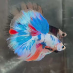 Live Male Betta Fancy Marble Tri-Colors Halfmoon(TNK-A295) High quality what you see what you get!!