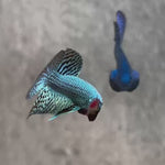 Live Male Betta Green Alien Hybrid wild Plakat (BID-48)S142✔️ High quality what you see what you get!!
