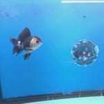 Thai Oranda Panda 2.5” Male(FEB-631)R3B15