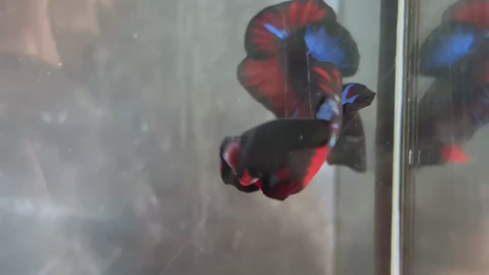 Live Male Betta Black Galaxy Avatar Plakat (TNK-A816) High quality what you see what you get!!