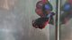 Live Male Betta Black Galaxy Avatar Plakat (TNK-A816) High quality what you see what you get!!
