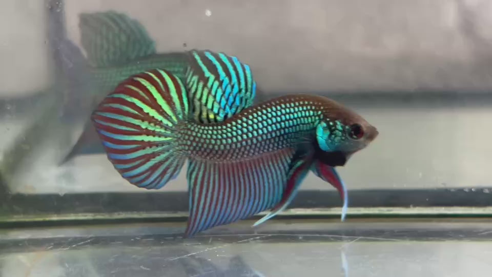 Live Male Betta Green Original Mahachai wild Plakat (BID-15) High quality What you see What you get!!