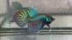 Live Male Betta Green Original Mahachai wild Plakat (BID-15) High quality What you see What you get!!