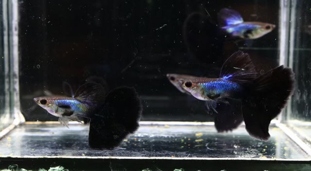 Live Fancy Guppy Fish Premium Quality Lazuri Big Black Tail (CGP-123)