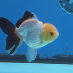 Thai Oranda Panda 3.5 in Body Female (FEB-518)R3A08