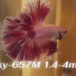 Live Male Betta Fancy Red Purple Sweet Colors Halfmoon (Sky-657) High quality what you see what you get!!