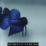 Live Male Betta Blue Mahachai Hybrid Wild Plakat (DET-289)S071✔️ High quality what you see what you get!!