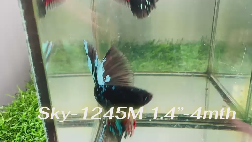 Live Male Betta Black Galaxy Avatar Halfmoon (Sky-1245) High quality What you see What you get!!