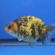 Thai Ranch Tiger 2.50" Body Female (FEB-777)R3B23