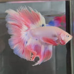Live Male Betta Fancy Pink Light Pastel Colors Over Halfmoon (TNK-A339) High quality What you see What you get!!