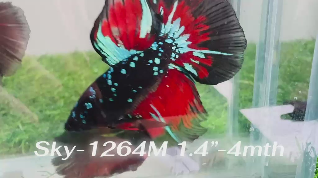Live Male Betta Black Galaxy Koi Halfmoon (Sky-1264) High quality What you see What you get!!