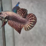 Live Male Betta Copper Alien Hybrid Wild Plakat (BID-111)S214 High quality what you see what you get!!