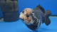Thai Oranda Panda 4.5"inch Body Female (Tex-352) R1A8