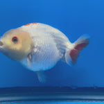 Thai Ranchu Red/White Lemon Head 4” Body Male(CK-1469)BLUETUBC