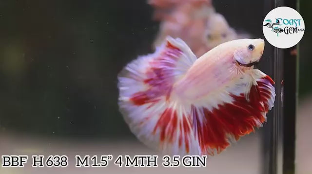 Male Betta Double Tail Halfmoon Light Tone (CBM-1004) Our Choice