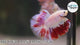 Male Betta Double Tail Halfmoon Light Tone (CBM-1004) Our Choice