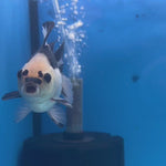 Thai Oranda Panda 3” Body Male(CK-1414)R3A12