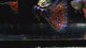 Rare Lazuri Rainbow Tiger Red Mosaic
