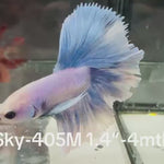 Live Male Betta Blue Grizzle Halfmoon (Sky-405)High quality what you see what you get!!