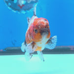 Thai Oranda Calico Shogun Farm 3.5" Body Female 8mths(FEB-558)R3A02
