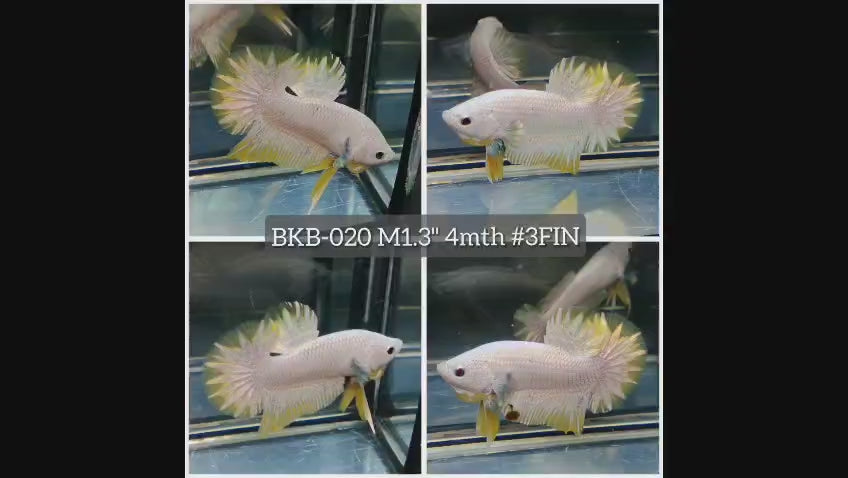 Live Male Betta Yellow Snow Dragon Plakat (BKB-020) High quality what you see what you get!!