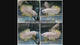 Live Male Betta Yellow Snow Dragon Plakat (BKB-020) High quality what you see what you get!!