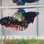 Live Male Betta Black Copper Galaxy Plakat (Sky-1153) High quality what you see what you get!!