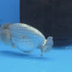 Thai Ranch Blue Silver 2.50" Body Female (FEB-776)R3B23
