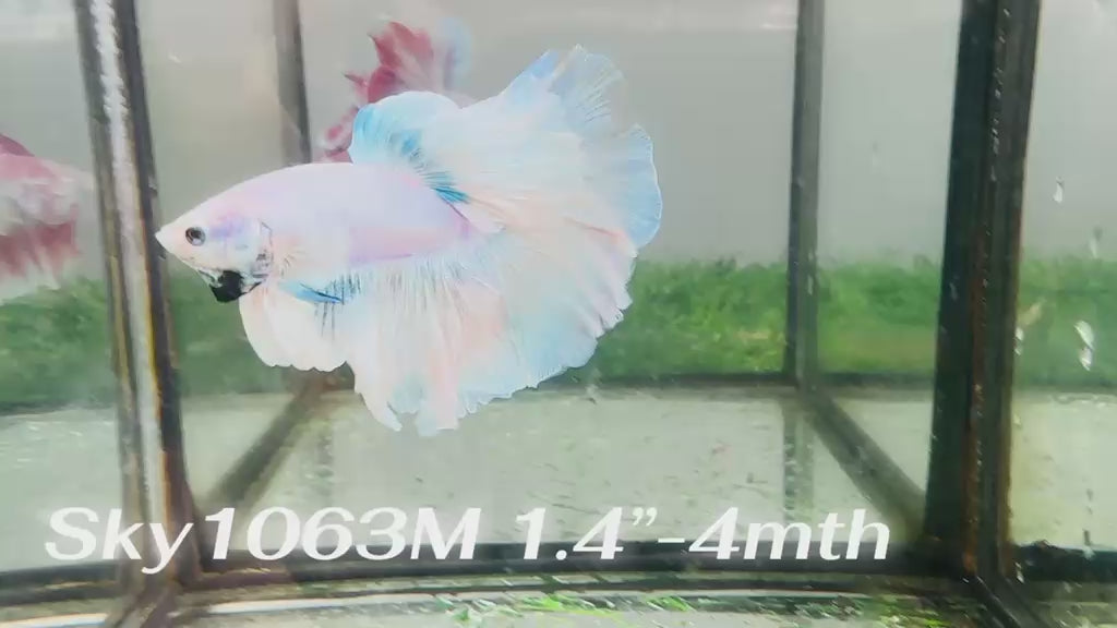 Live Male Betta Fancy Light colors Halfmoon Rosetail (Sky-1063)S113 High quality what you see what you get!!