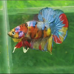 H Live Male Betta Galaxy Nemo Plakat (NAW-131) What you see What you get!