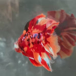 Live Male Betta Galaxy Nemo Double tail Halfmoon (TNK-A733) High quality what you see what you get!!