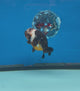 XXChinese Ranchu Tiger Calico 3.5 Male (FEB-279)BLUETUBC