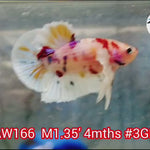 Live male Betta Fancy Koi Dumbo Big ear Plakat (NAW-166) what you see what you get!