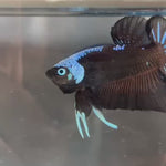Live Male Betta Black Samurai Warriors Plakat (TNK-A262) High quality what you see what you get!!